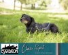 Smycz + obroża Eskadron CHECK - CLASSIC SPORTS - jesień-zima 2019/2020 - caviar/white/tealblue